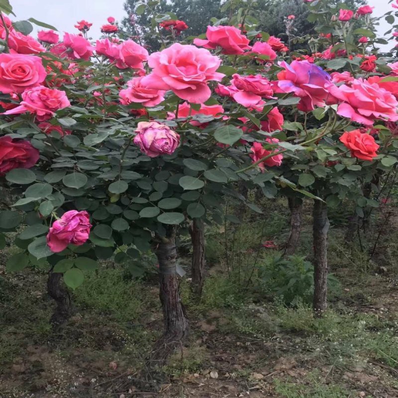 嫁接树桩月季双色树桩月季庭院阳台种植苗盆栽地栽苗