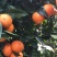 沃柑