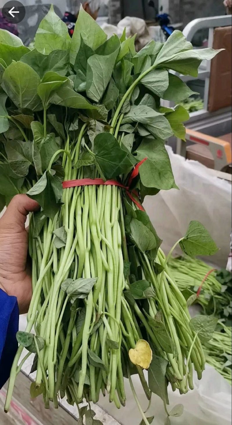 供应开封脱毒红薯苗中华淀粉王一号批发价格基地直供