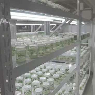 供应开封脱毒红薯苗中华淀粉王一号批发价格基地直供