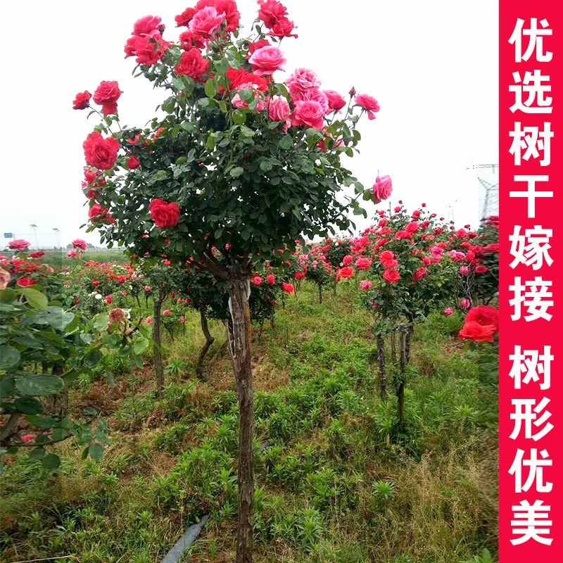 树桩月季嫁接双色树桩月季庭院阳台种植苗盆栽地栽苗