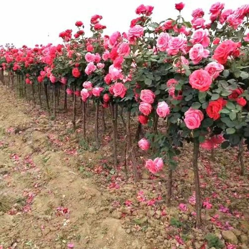 树桩月季嫁接双色树桩月季庭院阳台种植苗盆栽地栽苗