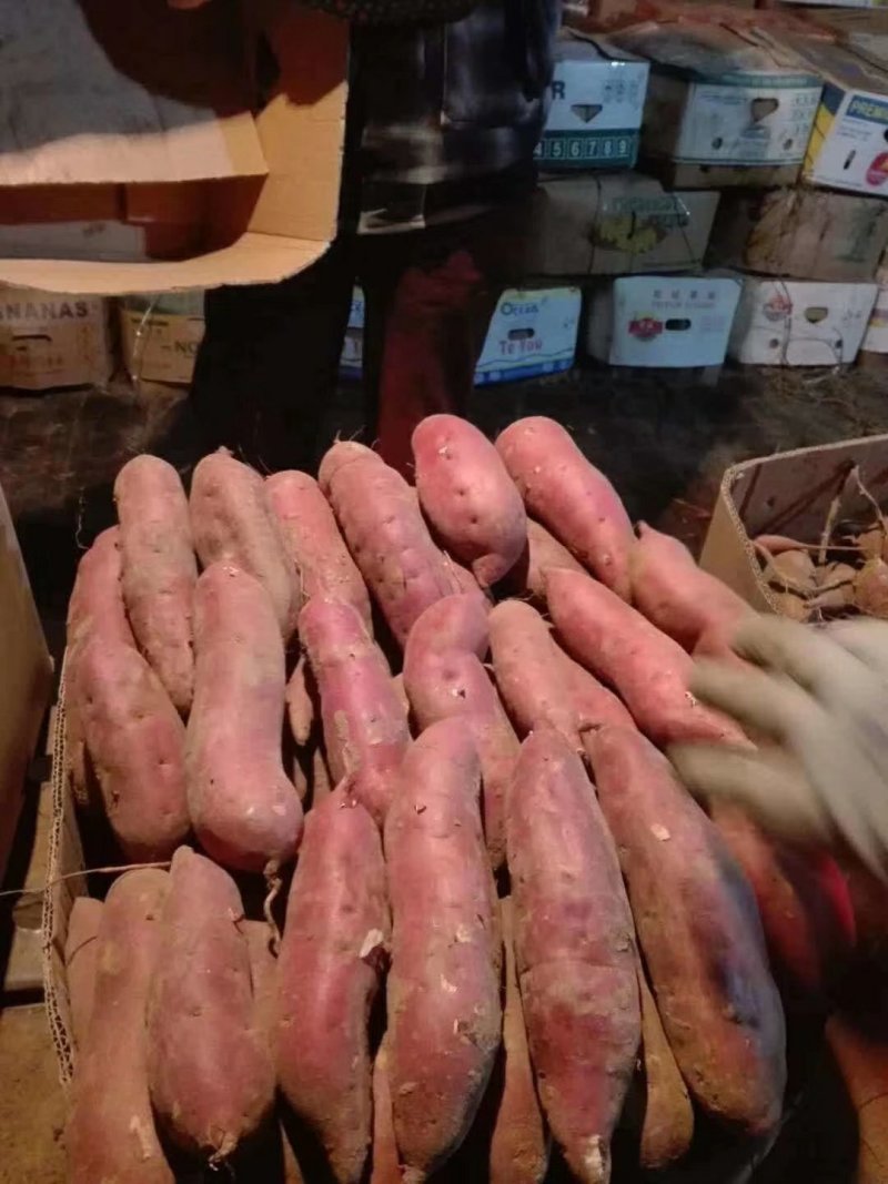 精品凌海地瓜基地品种有早丰龙暑九远销全国各地市场