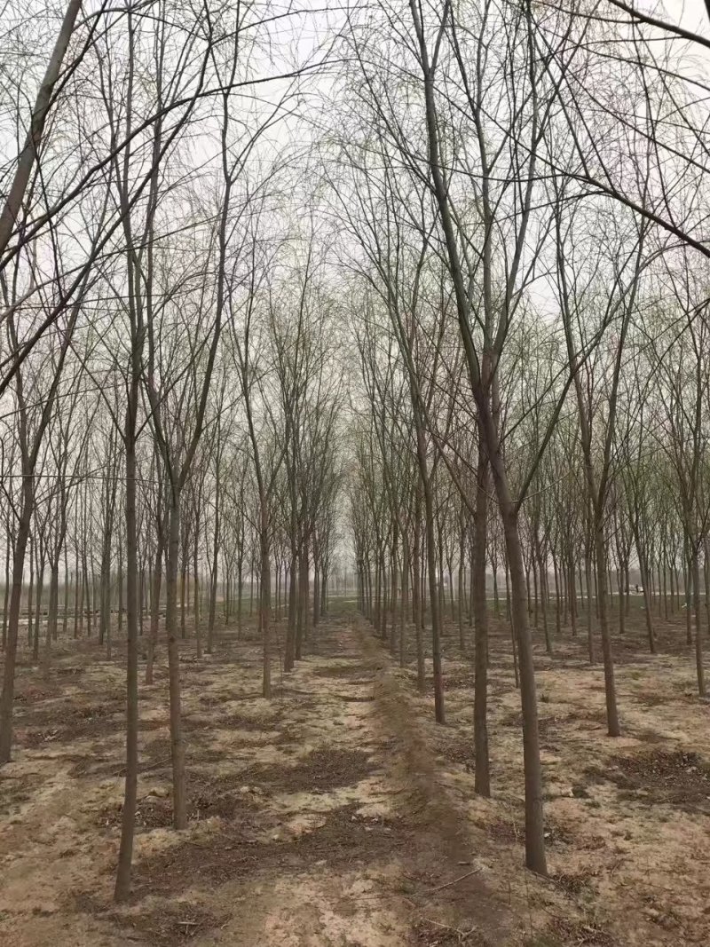 西湖垂柳金丝垂柳青皮垂柳旱柳清风园林常年供应各种