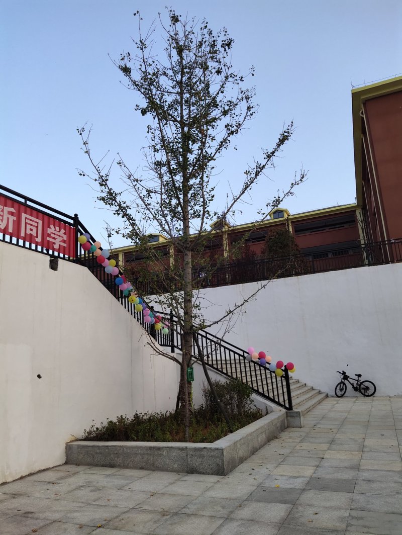 大量供应美国红枫银杏树大树
