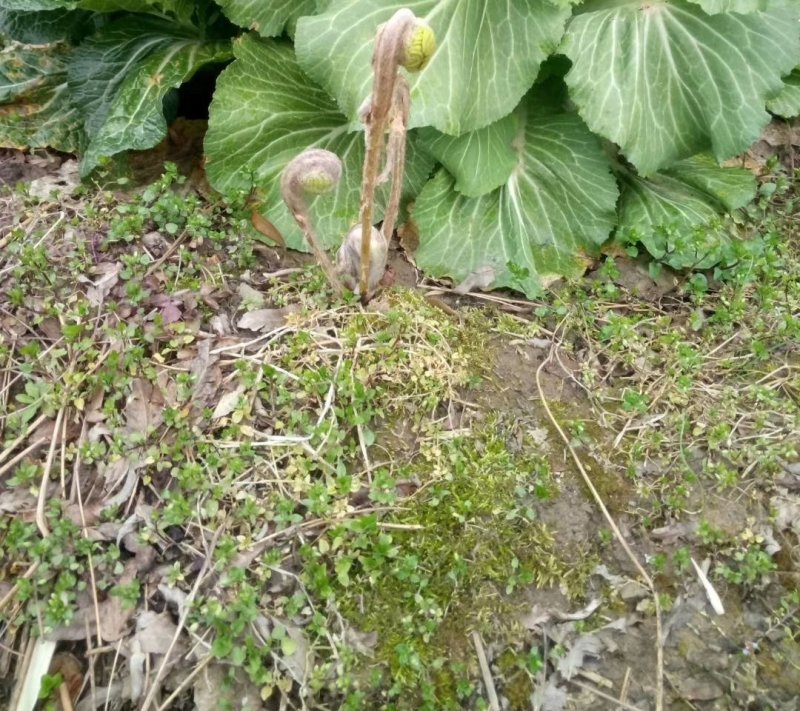微菜
