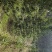 大量供应美国红枫银杏树大树