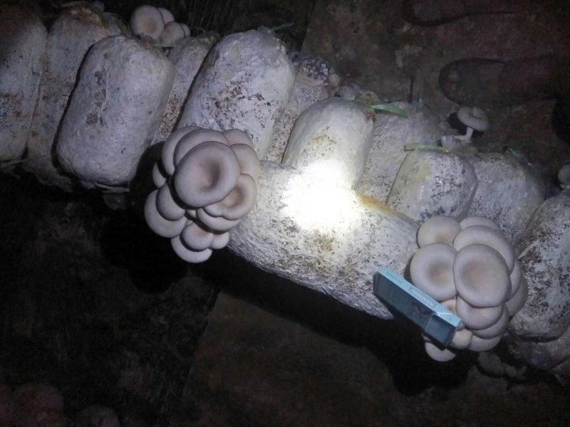 平菇菌种专业平菇种植纯棉壳制作欢迎看货选购