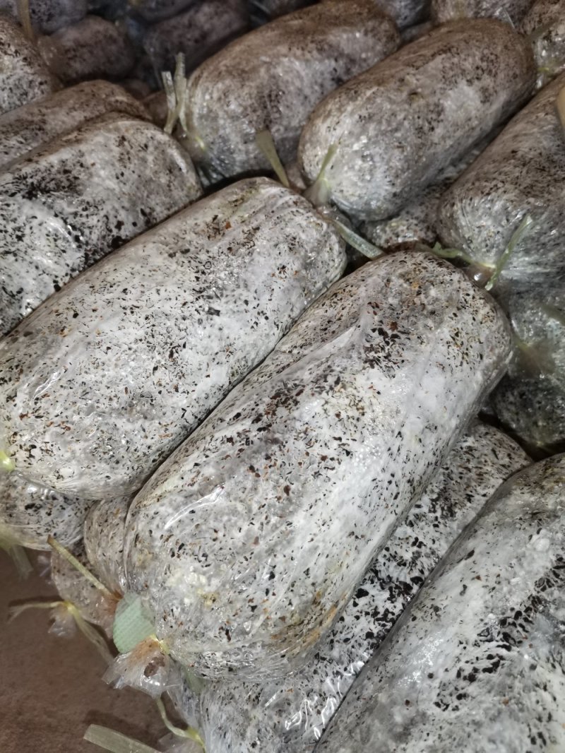 平菇菌种专业平菇种植纯棉壳制作欢迎看货选购