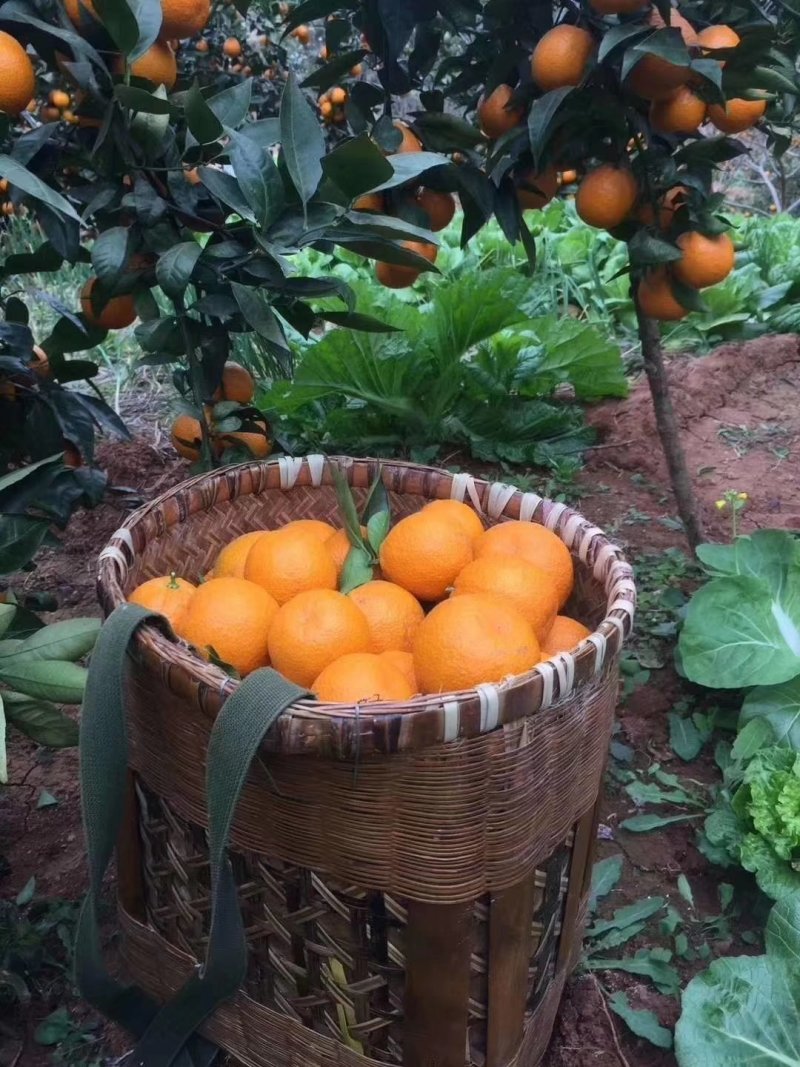 黄果干