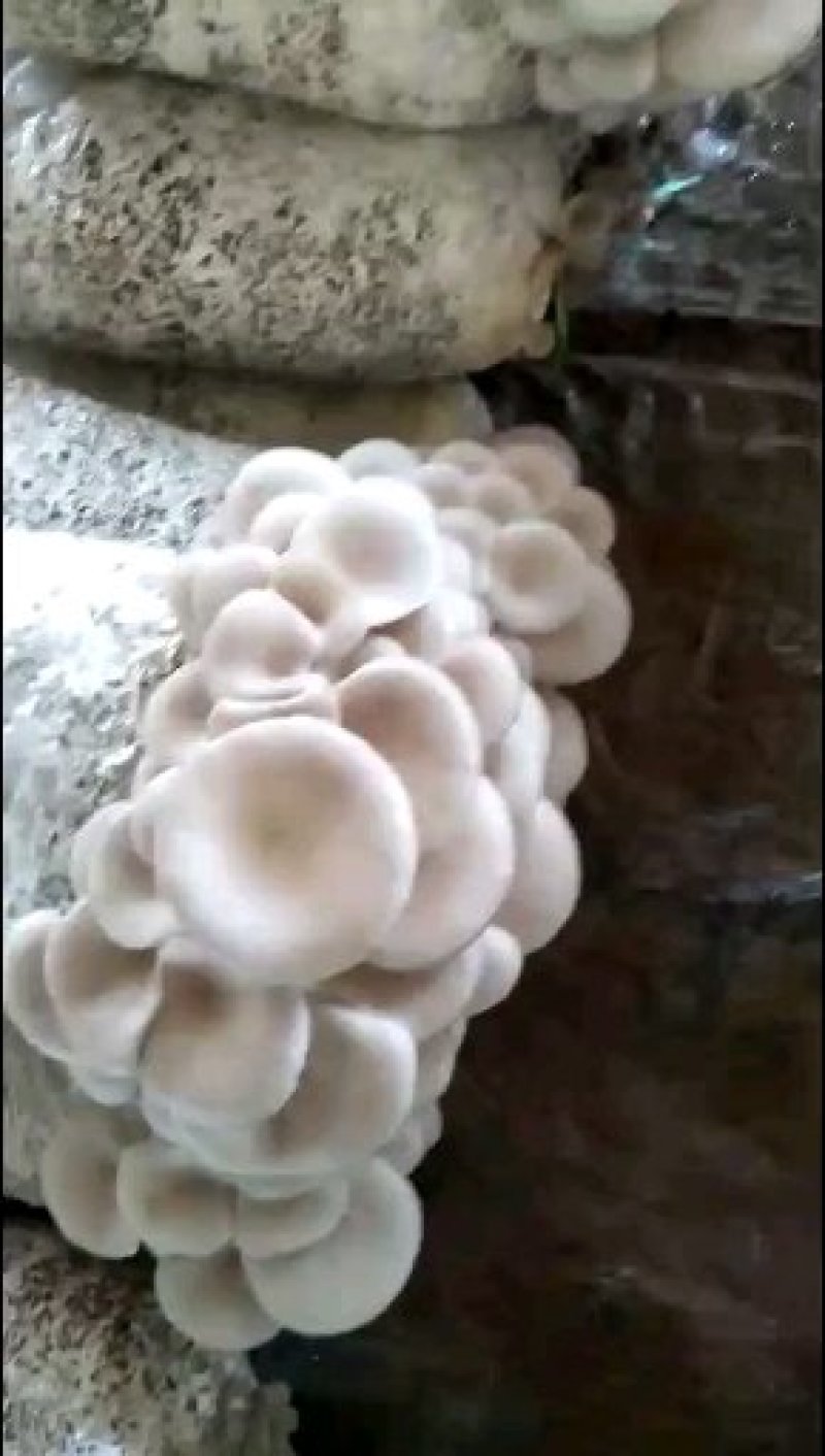 【专业平菇种植】食用菌菌棒绿色菌菇，品质保障，农场直发