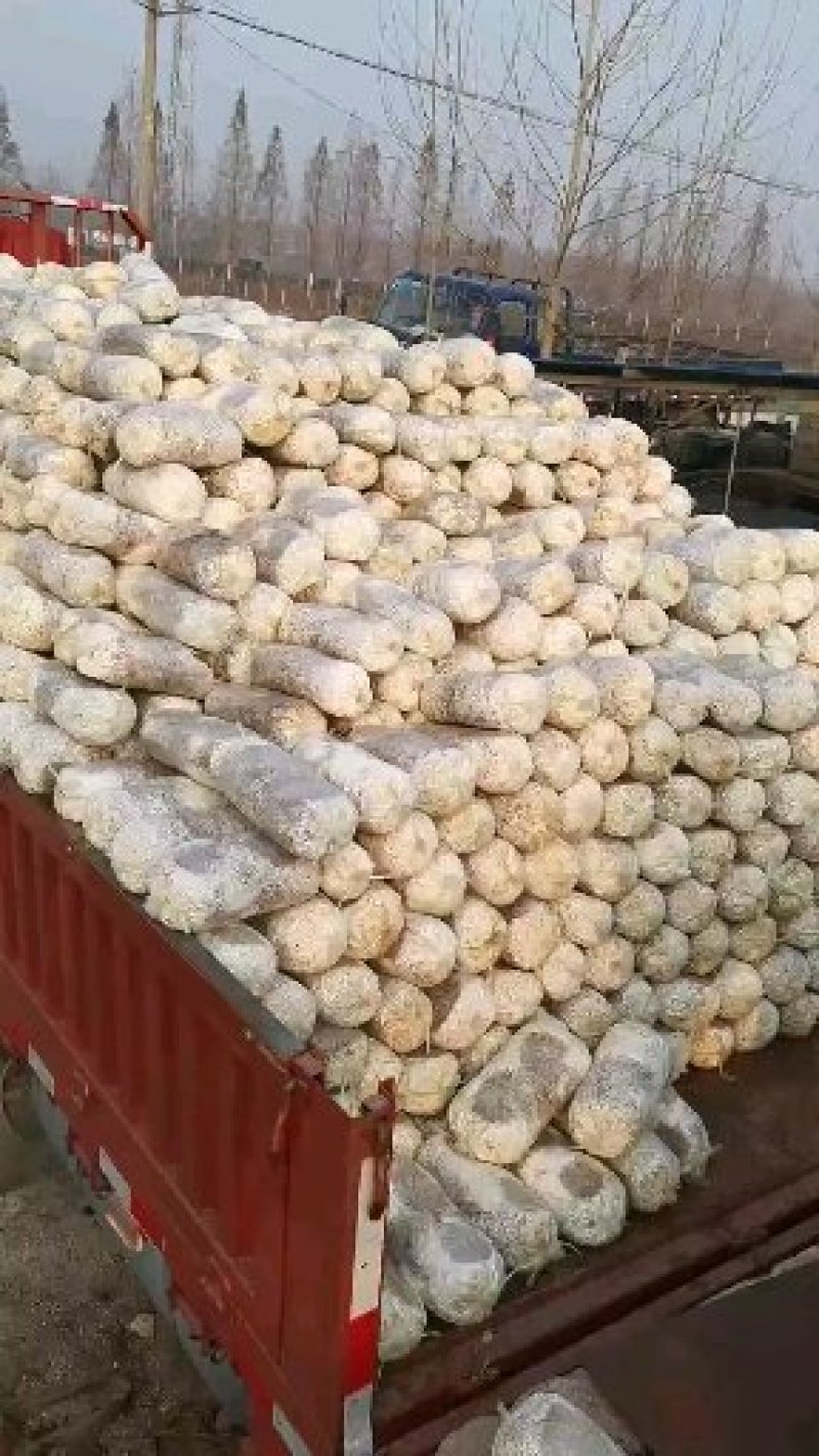 【专业平菇种植】食用菌菌棒绿色菌菇，品质保障，农场直发