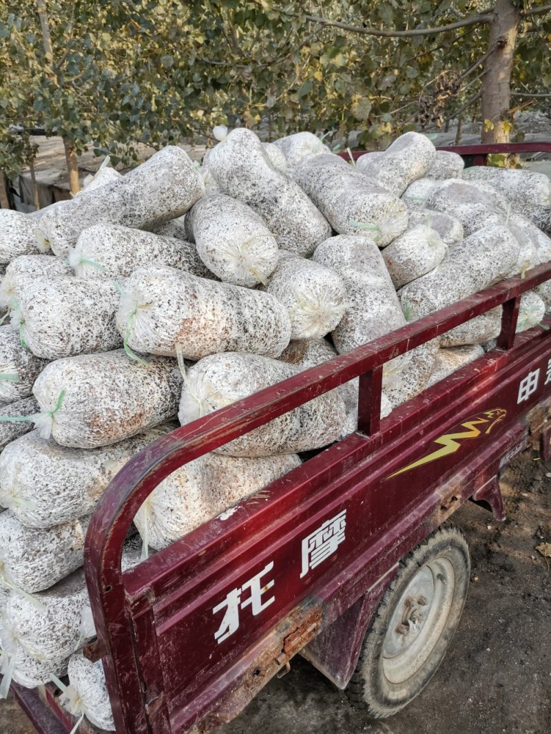 【专业平菇种植】食用菌菌棒绿色菌菇，品质保障，农场直发