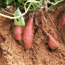 精品西瓜红红薯地瓜，万亩基地量大从优长期合作。