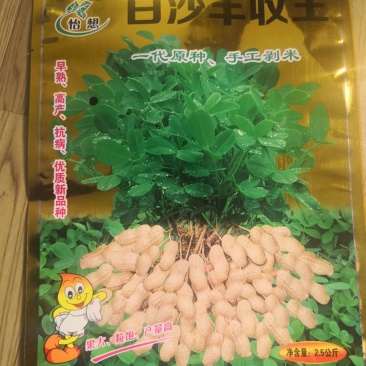 花生种子，怡想品牌，纯手工剥米，质量有保障