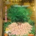 花生种子，怡想品牌，纯手工剥米，质量有保障