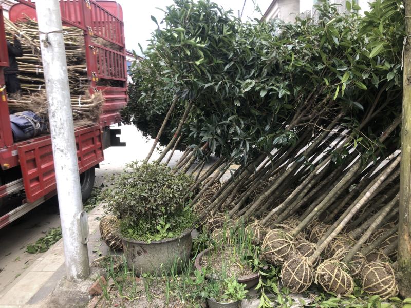桂花树，不同品种都，不同树形都，。。。。。。