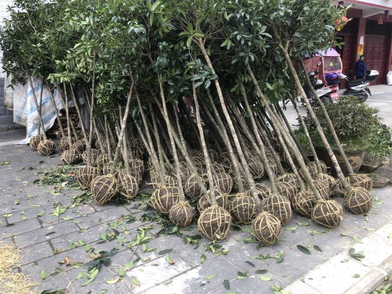 桂花树，不同品种都，不同树形都，。。。。。。