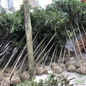 桂花树，不同品种都，不同树形都，。。。。。。