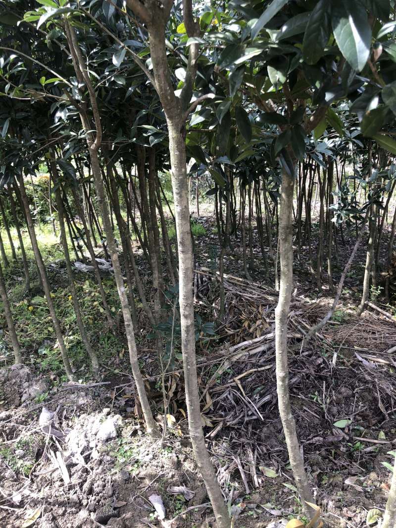 桂花树，不同品种都，不同树形都，。。。。。。