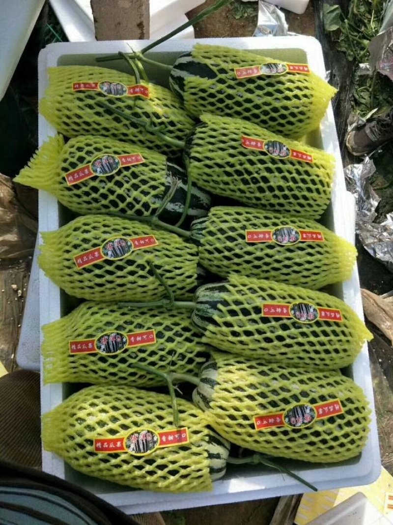 羊角蜜甜瓜山东羊角蜜甜瓜产地直发无间商差价六两以上