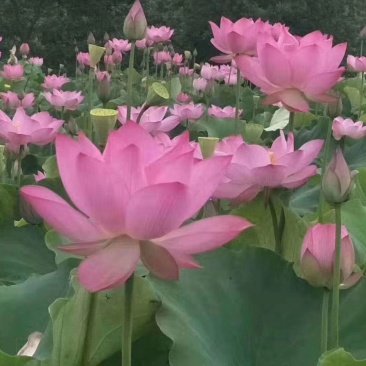 观赏藕品种多，颜色多，微山湖观赏藕基地