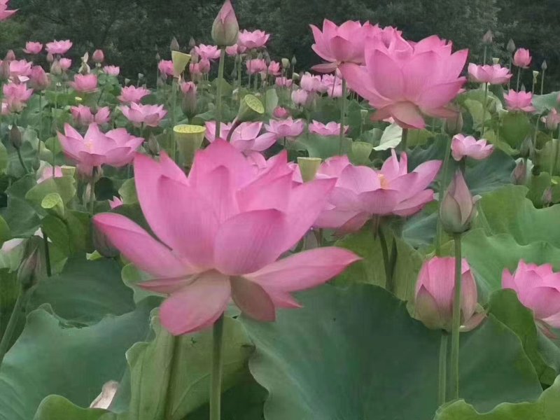 观赏藕品种多，颜色多，微山湖观赏藕基地