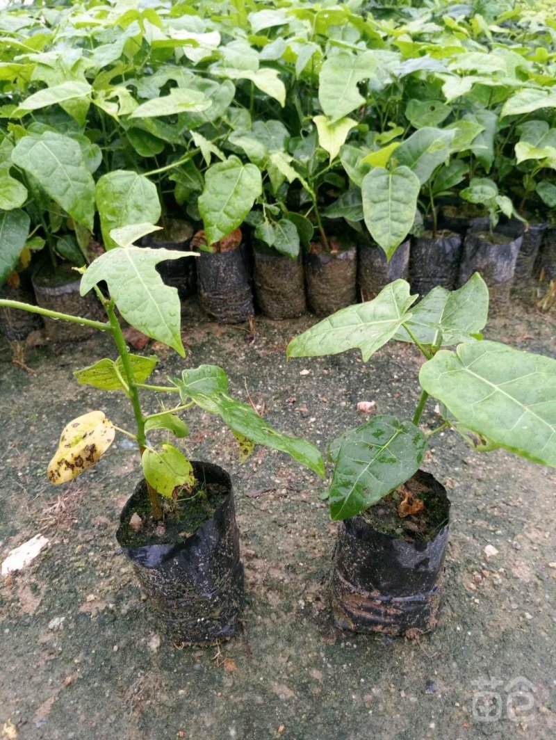 开花品种行道树澳洲火焰木