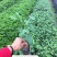 开花品种行道树澳洲火焰木