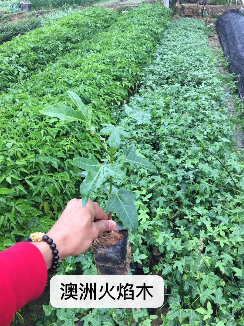 开花品种行道树澳洲火焰木