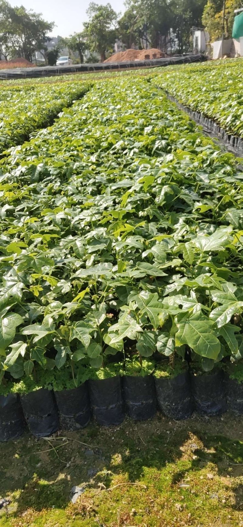 开花品种行道树澳洲火焰木