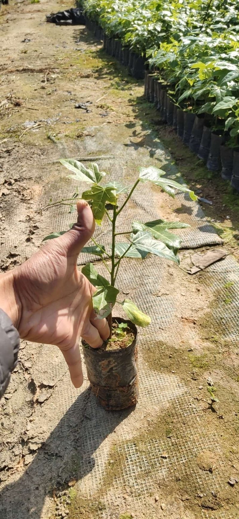 开花品种行道树澳洲火焰木
