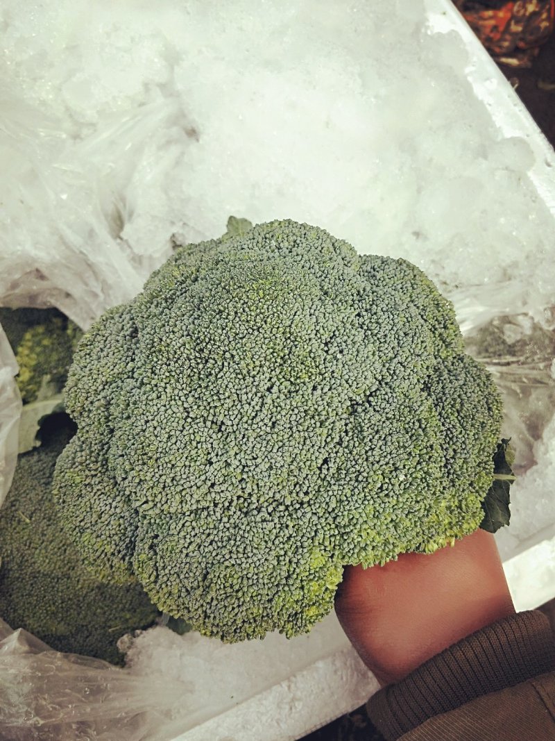 精品西兰花，