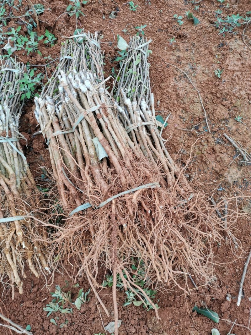 台湾大青枣苹果枣13号牛奶枣小苗正常发货包邮