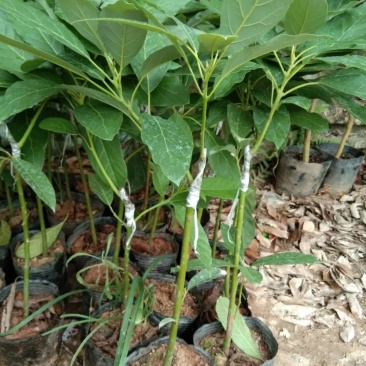 牛油果苗鳄梨哈斯盆栽地栽种植牛油果树苗可盆栽地栽庭院种