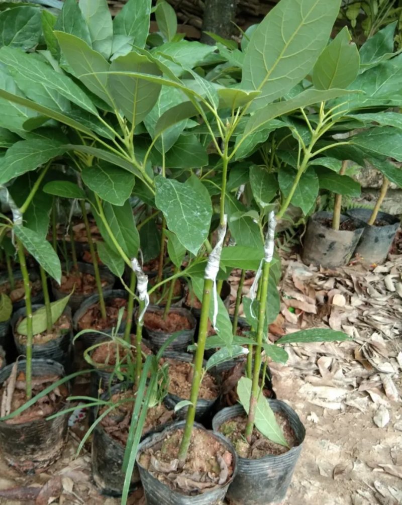 牛油果苗鳄梨哈斯盆栽地栽种植牛油果树苗可盆栽地栽庭院种