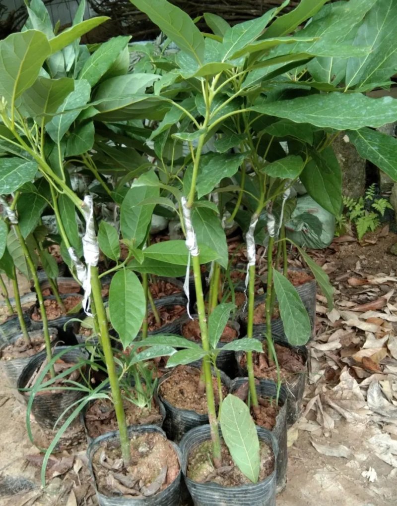 牛油果苗鳄梨哈斯盆栽地栽种植牛油果树苗可盆栽地栽庭院种