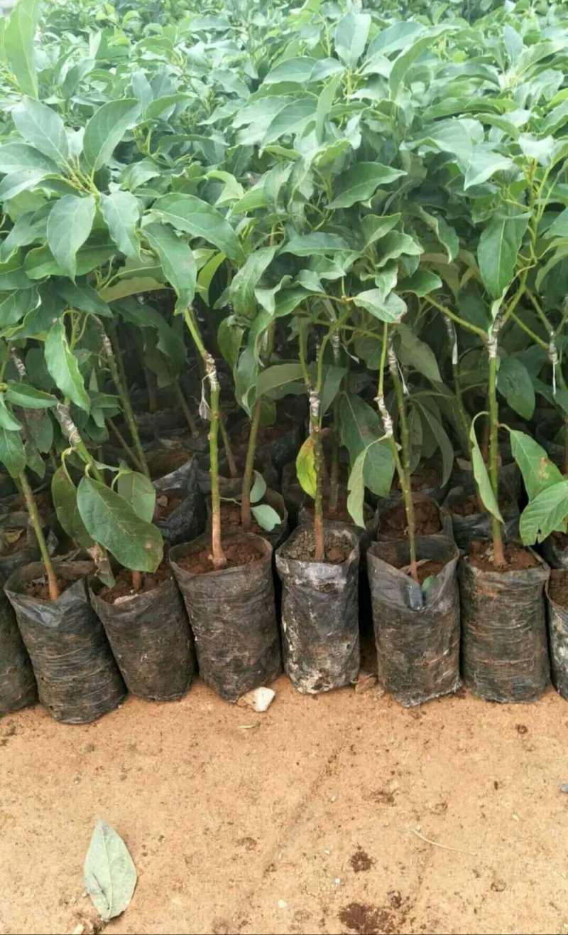 牛油果苗鳄梨哈斯盆栽地栽种植牛油果树苗可盆栽地栽庭院种