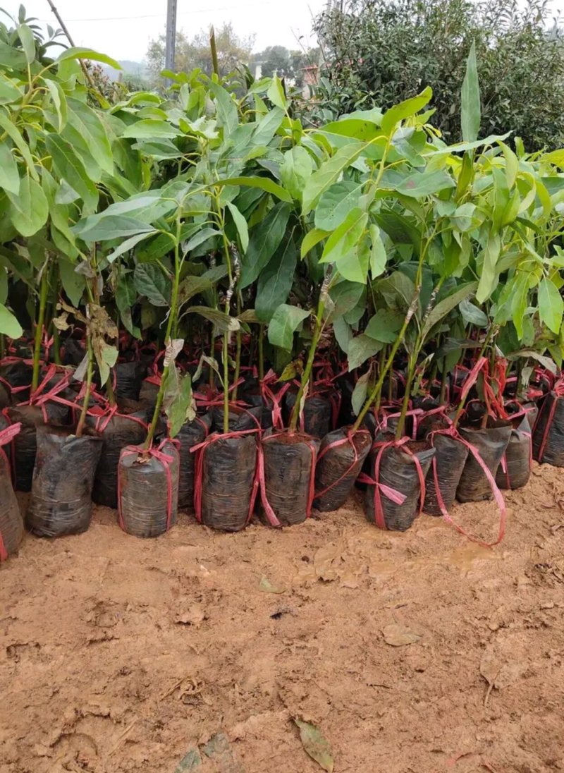 牛油果苗鳄梨哈斯盆栽地栽种植牛油果树苗可盆栽地栽庭院种