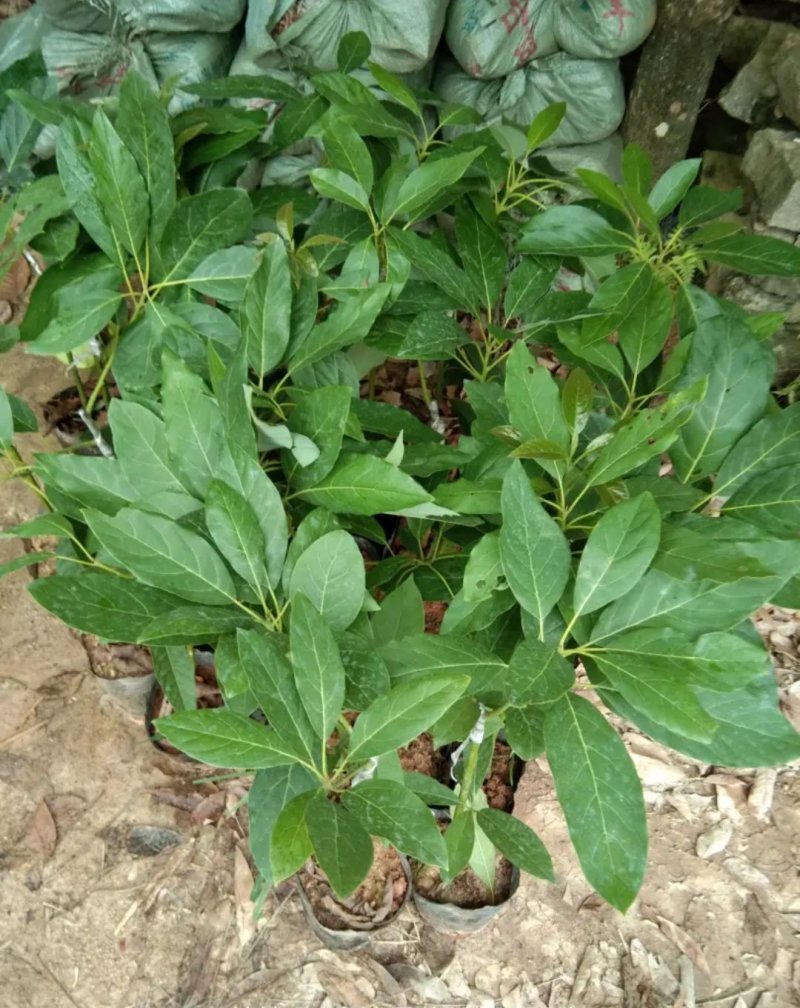 牛油果苗鳄梨哈斯盆栽地栽种植牛油果树苗可盆栽地栽庭院种