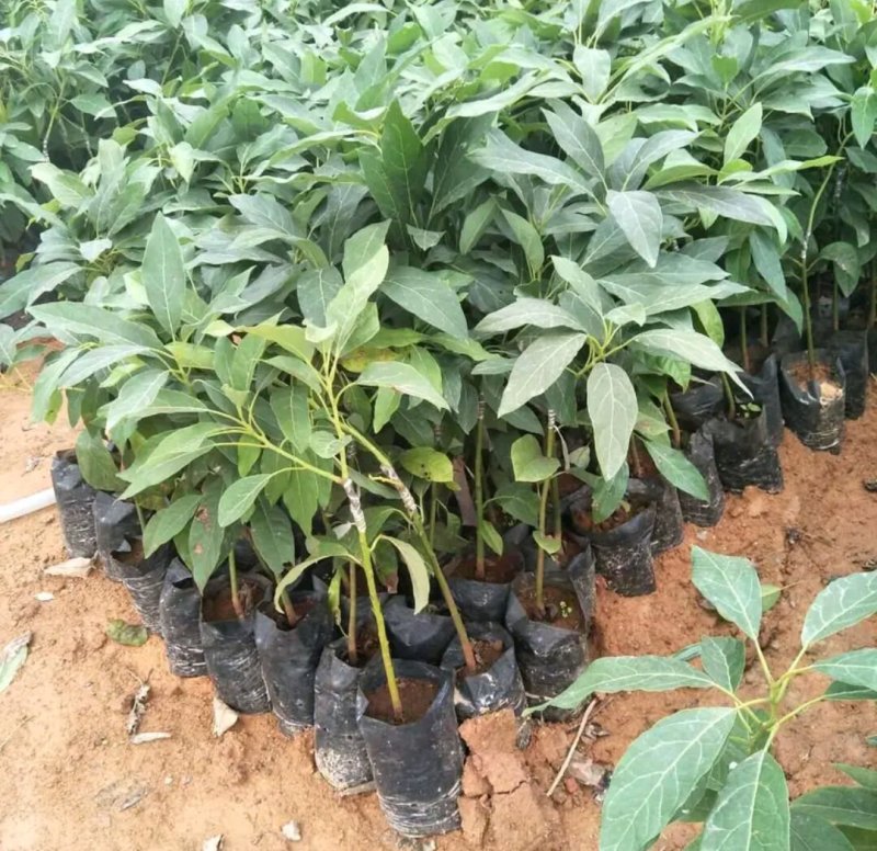 牛油果苗鳄梨哈斯盆栽地栽种植牛油果树苗可盆栽地栽庭院种