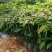牛油果苗鳄梨哈斯盆栽地栽种植牛油果树苗可盆栽地栽庭院种