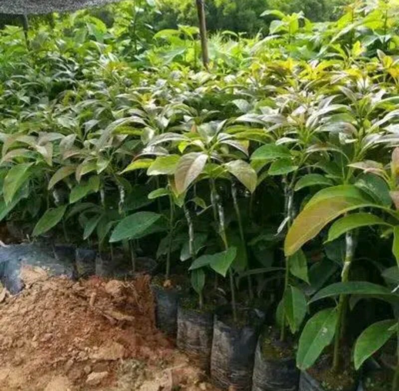 牛油果苗鳄梨哈斯盆栽地栽种植牛油果树苗可盆栽地栽庭院种