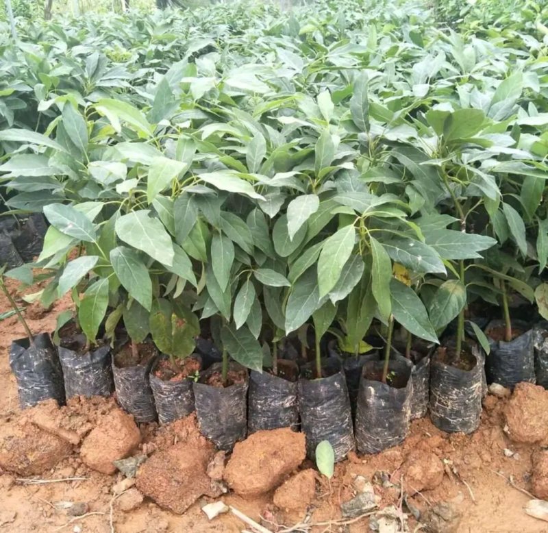 牛油果苗鳄梨哈斯盆栽地栽种植牛油果树苗可盆栽地栽庭院种