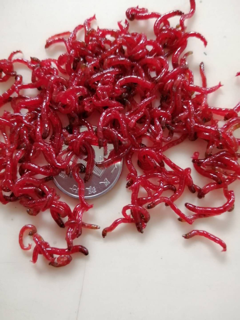 鲜活红虫自捞自销保质保量顺丰直发