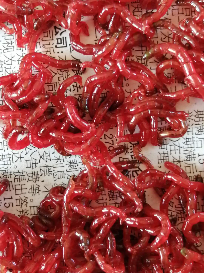 鲜活红虫自捞自销保质保量顺丰直发