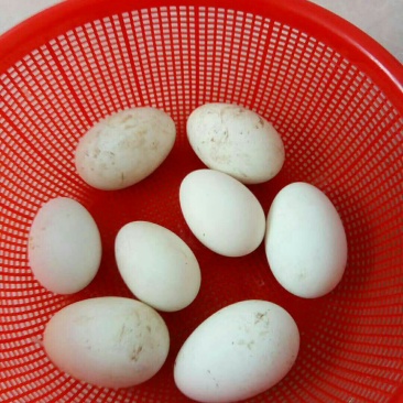 鹅蛋
