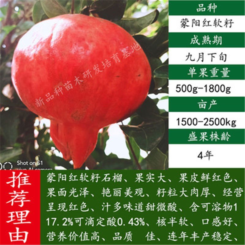 突尼斯石榴苗～软籽～黑籽～无籽～硬籽～品种保证～死苗包赔