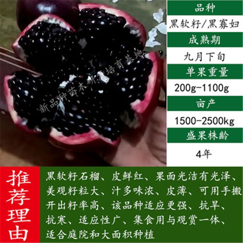突尼斯石榴苗～软籽～黑籽～无籽～硬籽～品种保证～死苗包赔