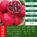突尼斯石榴苗～软籽～黑籽～无籽～硬籽～品种保证～死苗包赔